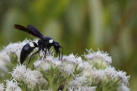 Four-toothed Mason Wasp