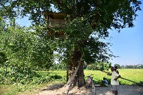 Tree Houses In Assam