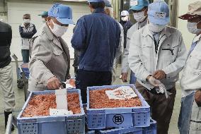 Sakura shrimp auction in Japan