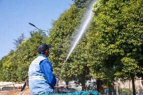 Tree Species For Cold Prevention in Lianyungang