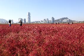 Red Beach Iin Lianyungang