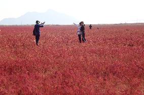 Red Beach Iin Lianyungang
