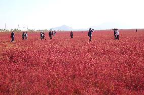 Red Beach Iin Lianyungang