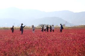Red Beach Iin Lianyungang