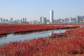 Red Beach Iin Lianyungang
