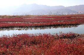 Red Beach Iin Lianyungang