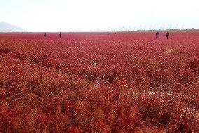 Red Beach Iin Lianyungang