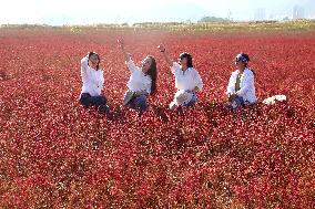 Red Beach Iin Lianyungang