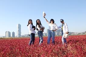 Red Beach Iin Lianyungang