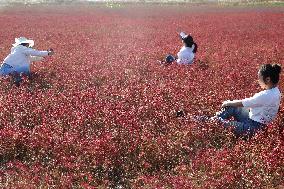 Red Beach Iin Lianyungang