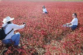 Red Beach Iin Lianyungang