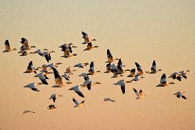 Migratory Movements Of Snow Geese - Canada