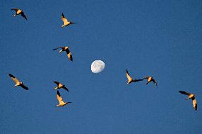 Migratory Movements Of Snow Geese - Canada