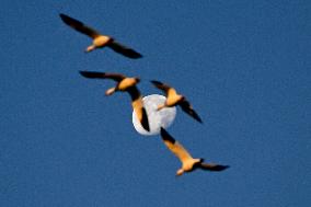 Migratory Movements Of Snow Geese - Canada