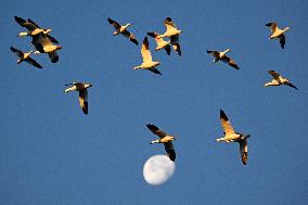 Migratory Movements Of Snow Geese - Canada