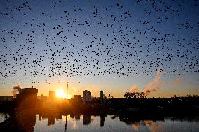 Migratory Movements Of Snow Geese - Canada