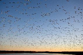 Migratory Movements Of Snow Geese - Canada