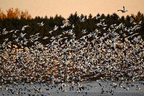 Migratory Movements Of Snow Geese - Canada