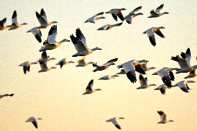 Migratory Movements Of Snow Geese - Canada