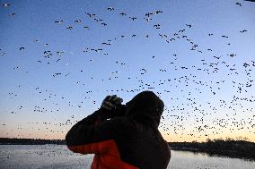 Migratory Movements Of Snow Geese - Canada