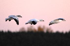 Migratory Movements Of Snow Geese - Canada