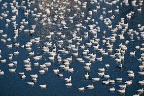 Migratory Movements Of Snow Geese - Canada