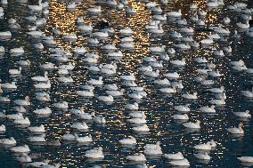 Migratory Movements Of Snow Geese - Canada