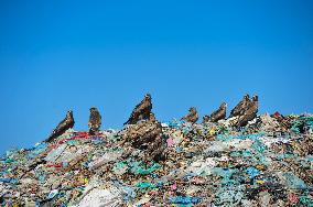 Falcon Look For Food In Garbage Dump - Bangladesh