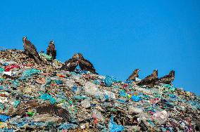 Falcon Look For Food In Garbage Dump - Bangladesh