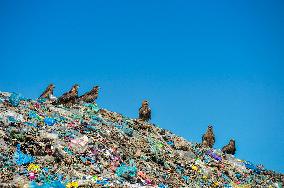 Falcon Look For Food In Garbage Dump - Bangladesh