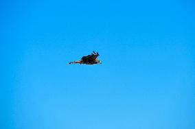 Falcon Look For Food In Garbage Dump - Bangladesh