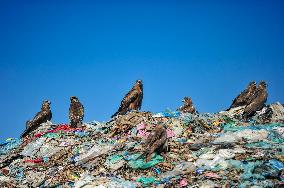 Falcon Look For Food In Garbage Dump - Bangladesh