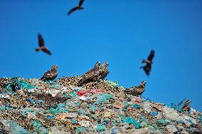 Falcon Look For Food In Garbage Dump - Bangladesh