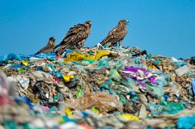 Falcon Look For Food In Garbage Dump - Bangladesh