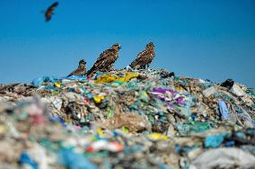 Falcon Look For Food In Garbage Dump - Bangladesh