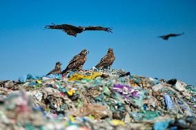 Falcon Look For Food In Garbage Dump - Bangladesh