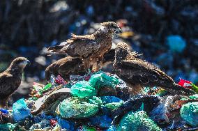 Falcon Look For Food In Garbage Dump - Bangladesh