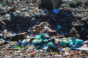 Falcon Look For Food In Garbage Dump - Bangladesh