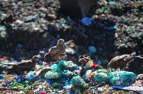 Falcon Look For Food In Garbage Dump - Bangladesh