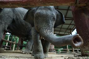 MYANMAR-NAY PYI TAW-ELEPHANT CAMP