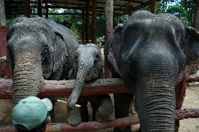 MYANMAR-NAY PYI TAW-ELEPHANT CAMP