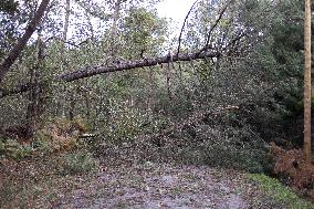 Damage caused by the Ciaran Storm - Morbihan