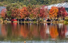 Zhongshan Botanical Garden Autumn Scenery in Nanjing