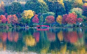 Zhongshan Botanical Garden Autumn Scenery in Nanjing