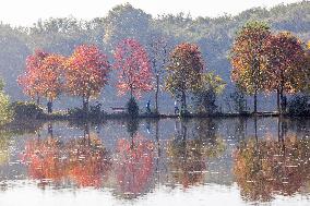 Zhongshan Botanical Garden Autumn Scenery in Nanjing