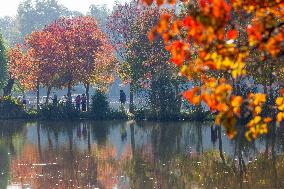 Zhongshan Botanical Garden Autumn Scenery in Nanjing