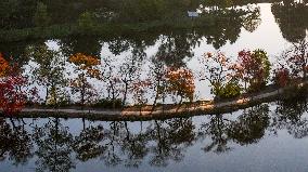 Zhongshan Botanical Garden Autumn Scenery in Nanjing