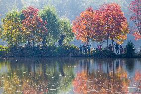 Zhongshan Botanical Garden Autumn Scenery in Nanjing