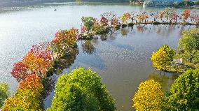 Tourists Enjoy Zhongshan Botanical Garden Autumn Scenery in Nanjing