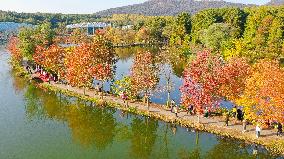 Tourists Enjoy Zhongshan Botanical Garden Autumn Scenery in Nanjing